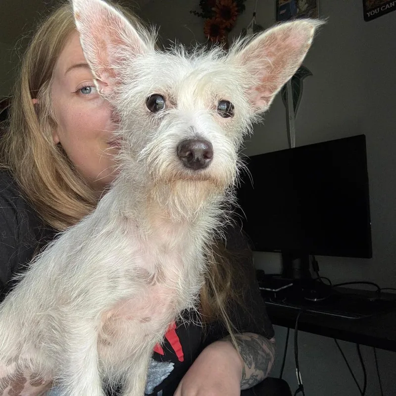 A young small-sized female White / Cream Chihuahua dog named Cannoli for adoption in Mooresville, NC
