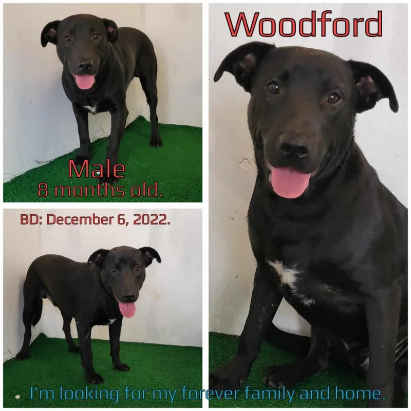 Woodford thumbnail 2