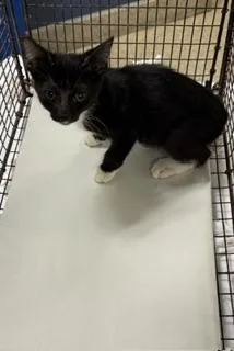 A baby small-sized male Domestic Short Hair cat named Maverick for adoption in Miami, FL