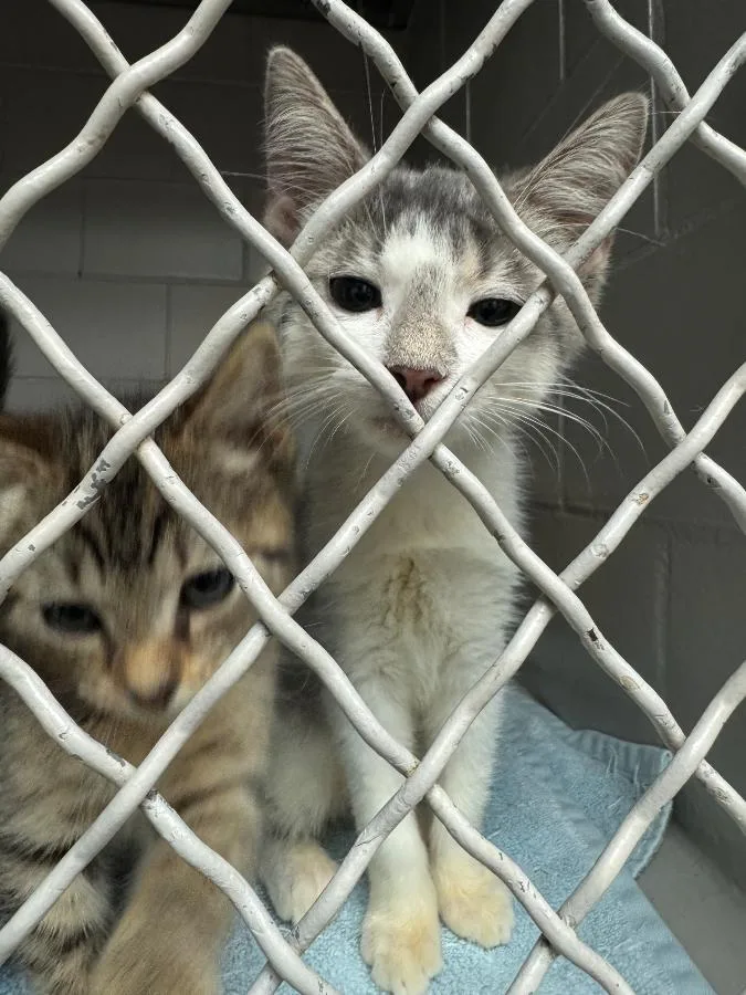 A baby small-sized female Tabby (Gray / Blue / Silver) Domestic Short Hair cat named Honda Odyssey for adoption in Cleveland, OH