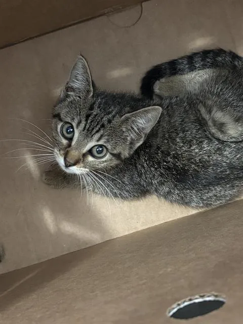 A baby medium-sized female Domestic Short Hair cat named Hazel for adoption in Dallas, TX