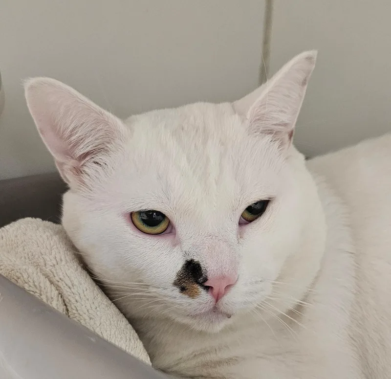 A young large-sized male White Domestic Short Hair cat named Luca for adoption in Norwalk, CT