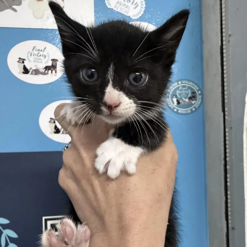 A baby medium-sized male Tuxedo cat named Texas for adoption in Columbia, SC