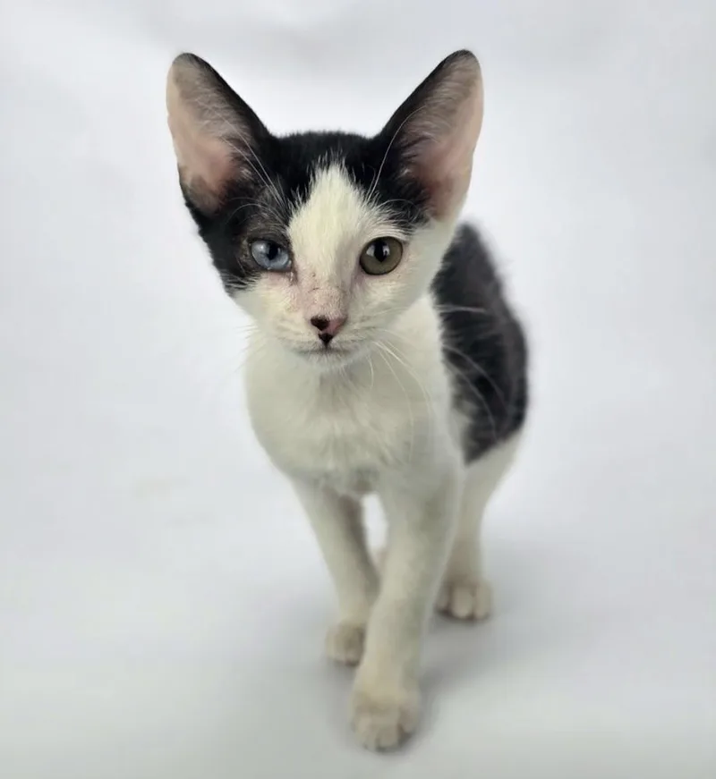 A baby medium-sized female Black & White / Tuxedo Domestic Short Hair cat named Okidoki for adoption in Sedalia, CO