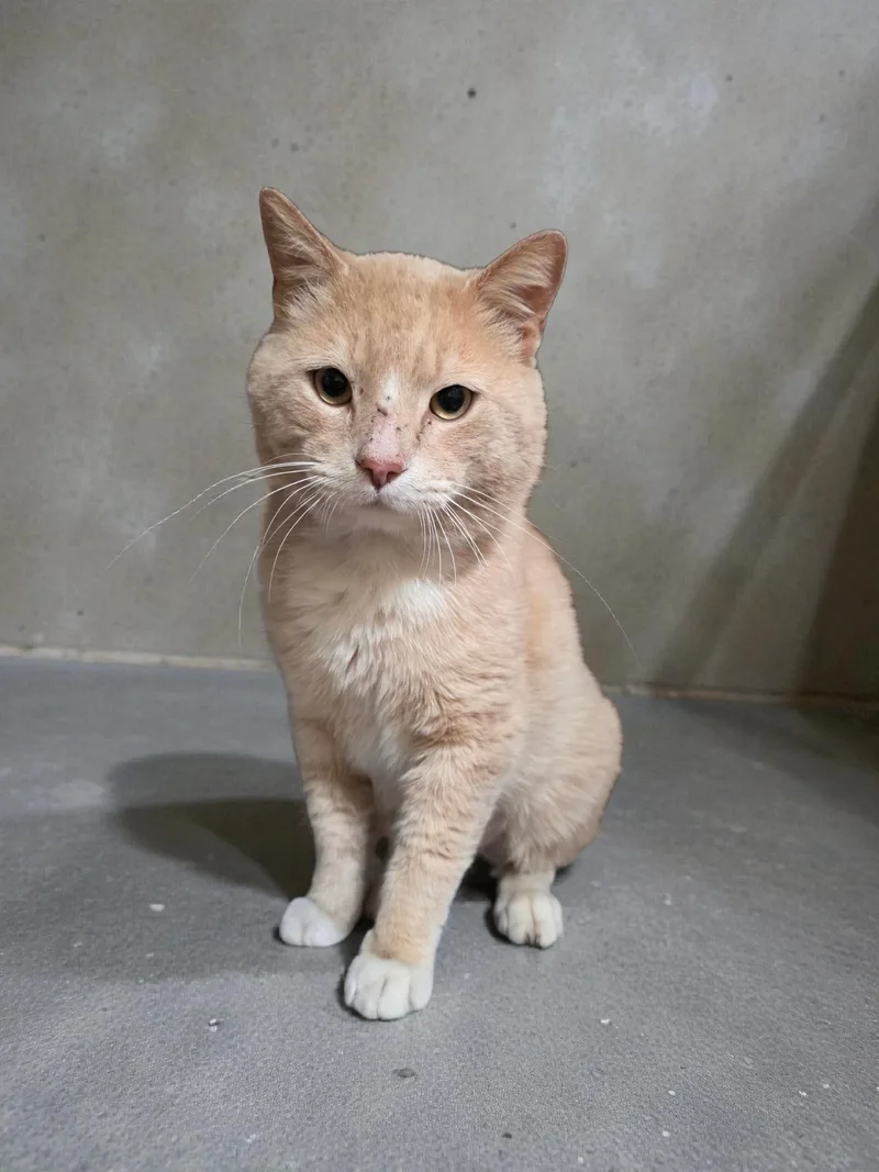 An adult large-sized male Buff / Tan / Fawn Domestic Short Hair cat named James for adoption in Salamanca, NY