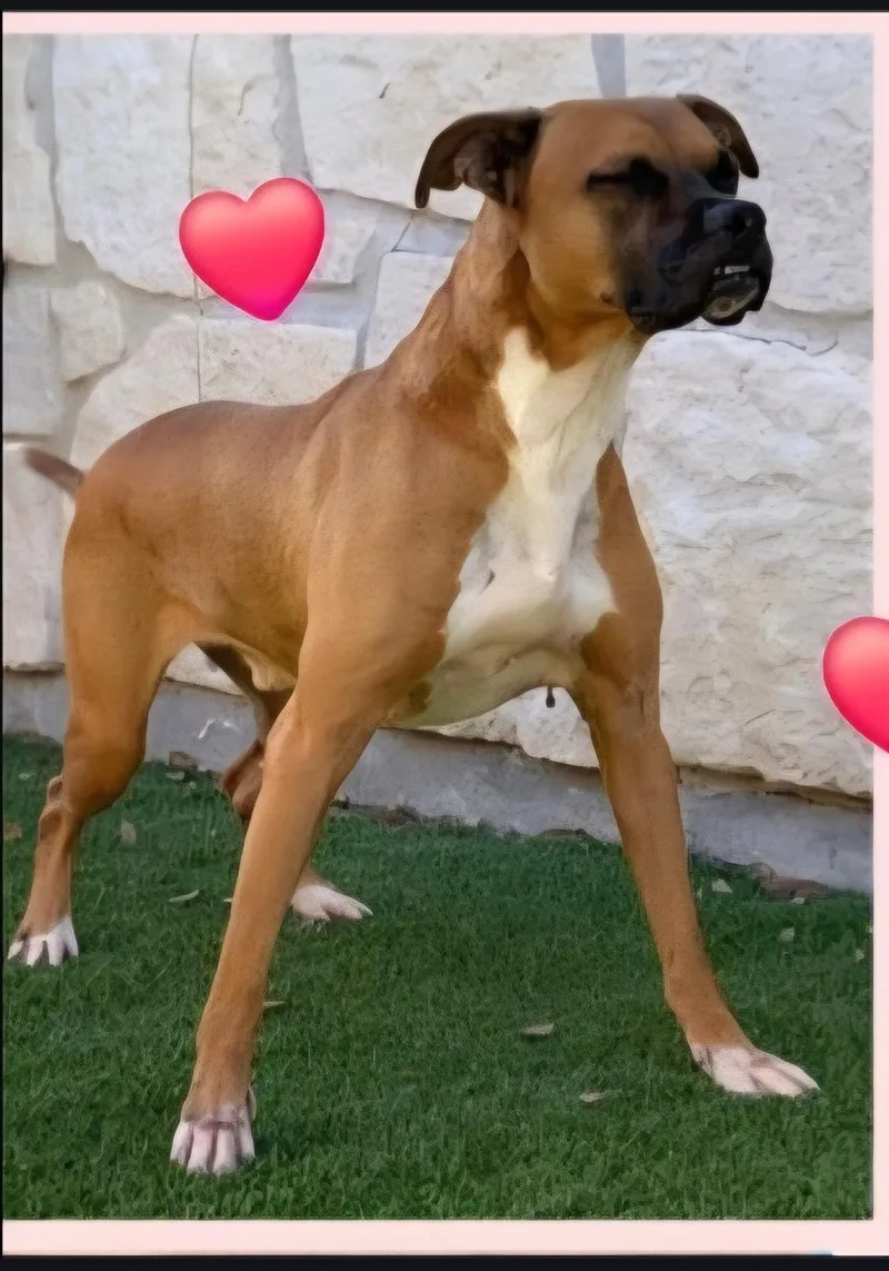 Maxx E Muss thumbnail 3