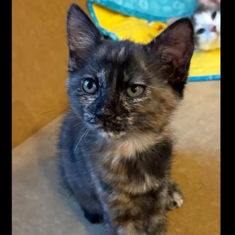 A baby small-sized female Tortoiseshell Domestic Short Hair cat named Spice for adoption in Orangevale, CA