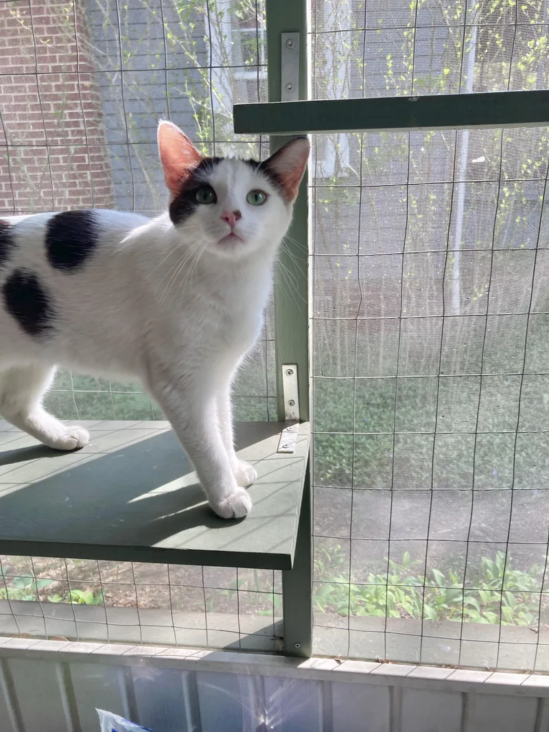 Sweetart thumbnail 2