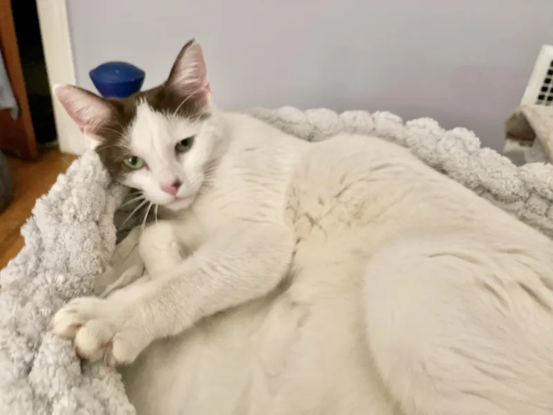 Sweetart thumbnail 3