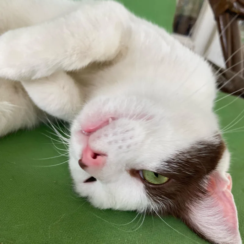 Sweetart thumbnail 4