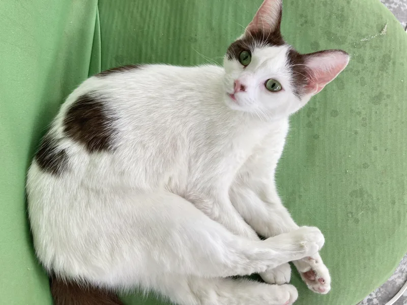 A young medium-sized female White Domestic Short Hair cat named Sweetart for adoption in Pickerington, OH