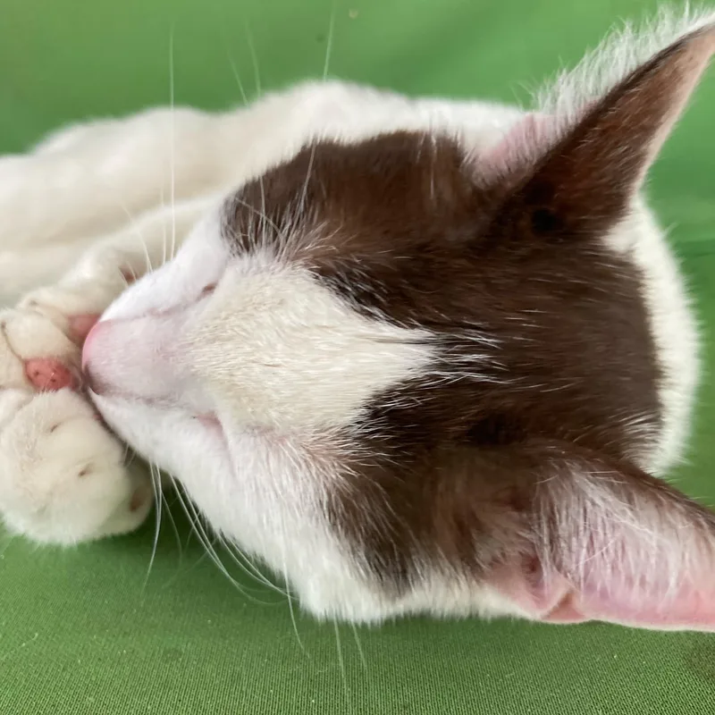 Sweetart thumbnail 5