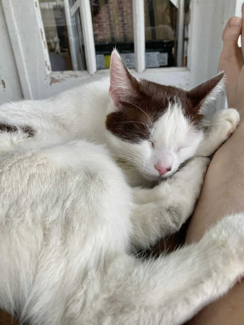 Sweetart thumbnail 6