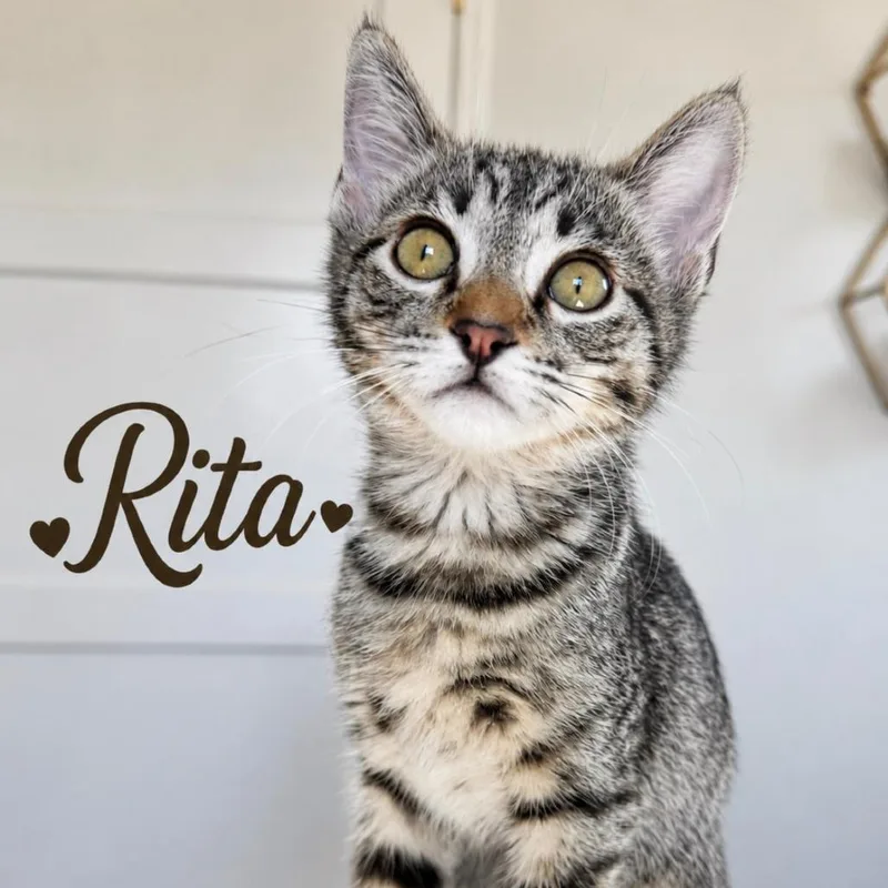 A baby small-sized female Brown / Chocolate Domestic Short Hair cat named Rita for adoption in Los Angeles, CA