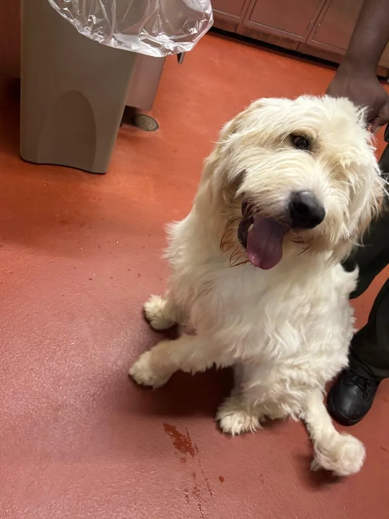A young medium-sized male Poodle dog named Snowman for adoption in Douglasville, GA