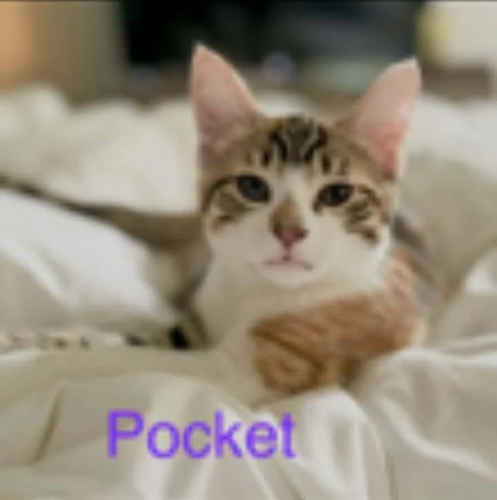 A baby medium-sized female Tortoiseshell Domestic Short Hair cat named Pocket for adoption in Springfield, PA