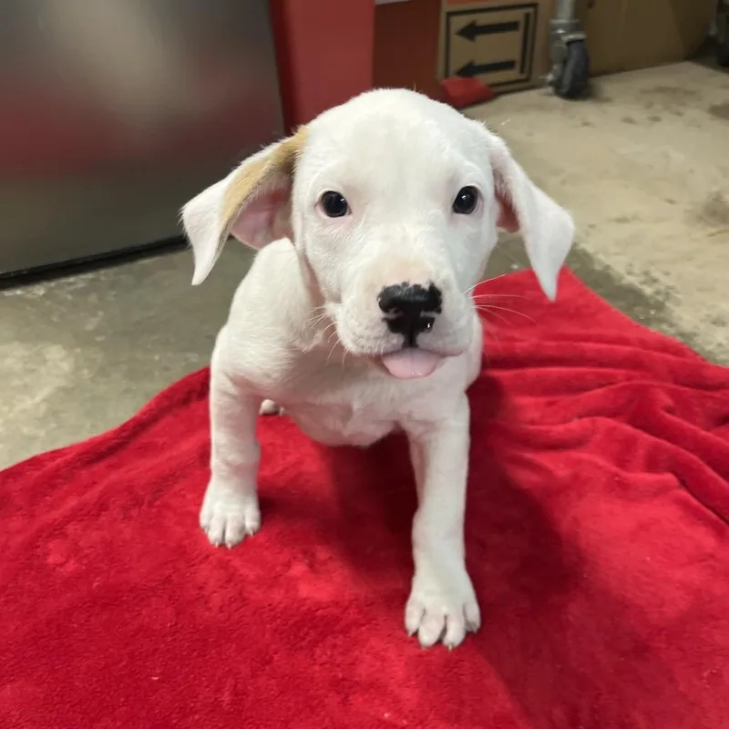 A baby small-sized male White / Cream Labrador Retriever dog named Earl for adoption in Clanton, AL