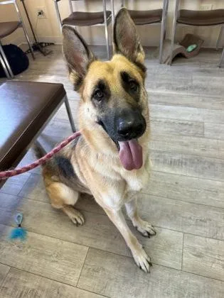 An adult large-sized female German Shepherd Dog dog named Freya for adoption in St. Anne, IL