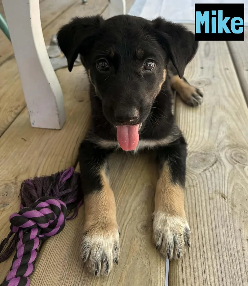 Mike