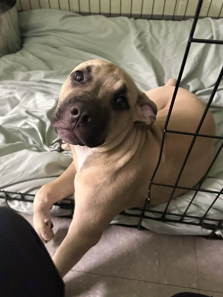 A young medium-sized male Yellow / Tan / Blond / Fawn Mixed Breed dog named Boot Strap for adoption in Alexandria, VA