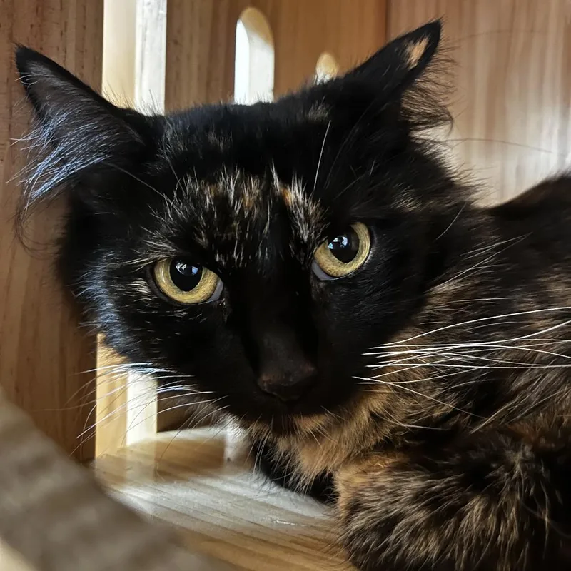An adult medium-sized female Tortoiseshell Domestic Medium Hair cat named Cecelia for adoption in Yucca Valley, CA