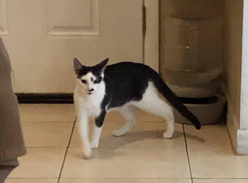 A senior medium-sized male Black & White / Tuxedo Domestic Short Hair cat named Jack Jack for adoption in Oviedo, FL
