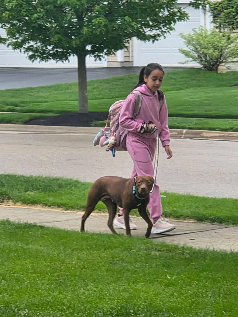 A baby medium-sized female Brown / Chocolate Labrador Retriever dog named Bear Bear for adoption in Lewis Center, OH