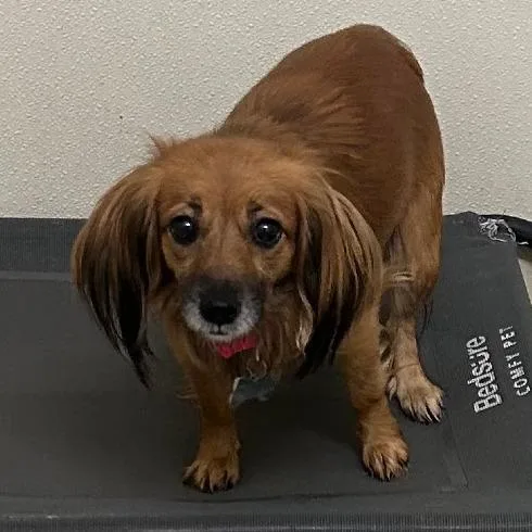 Phoenix  Chino Hills thumbnail 2