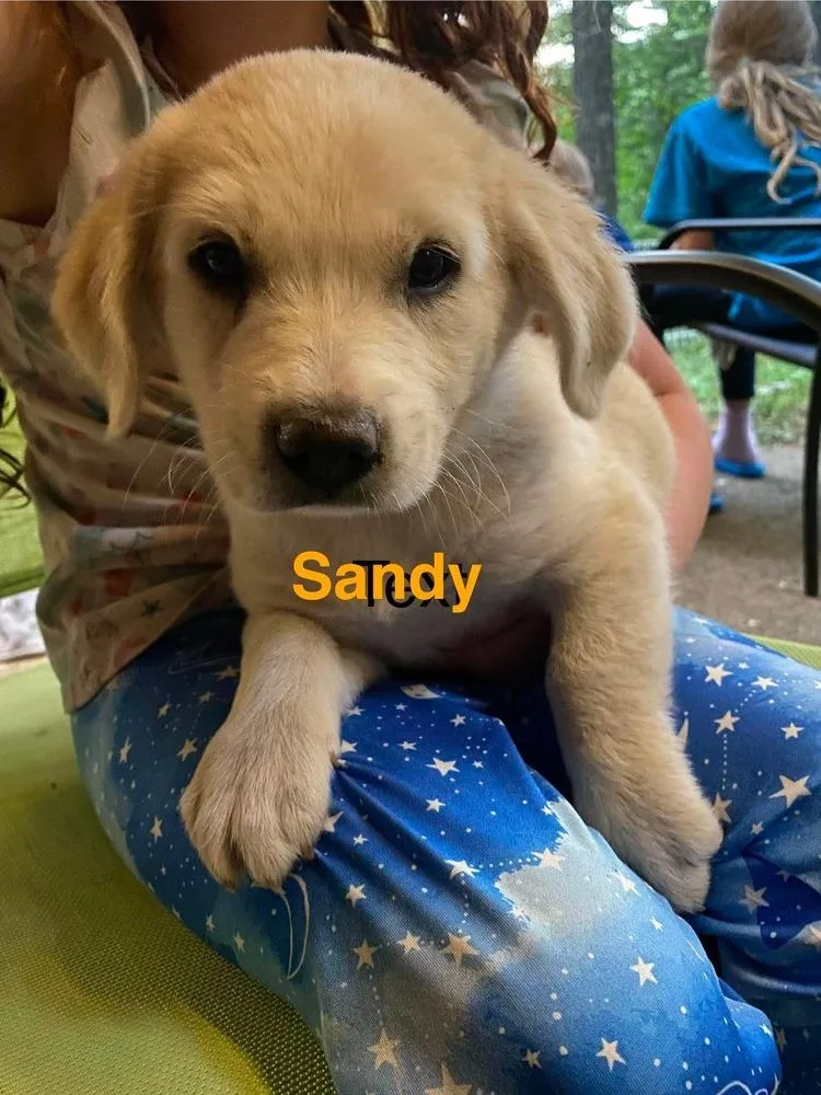 A baby large-sized female Labrador Retriever dog named Sandy for adoption in Vancouver, WA