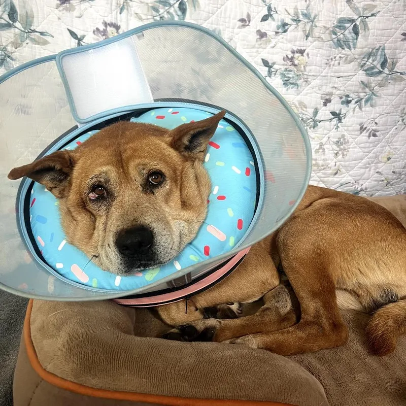 An adult medium-sized male Yellow / Tan / Blond / Fawn Mixed Breed dog named Elvis for adoption in Rockville, MD