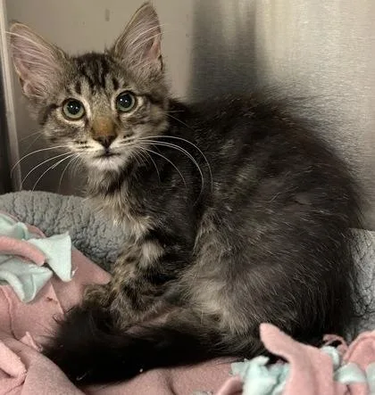 A young small-sized male Domestic Short Hair cat named Callisto for adoption in Phoenix, AZ