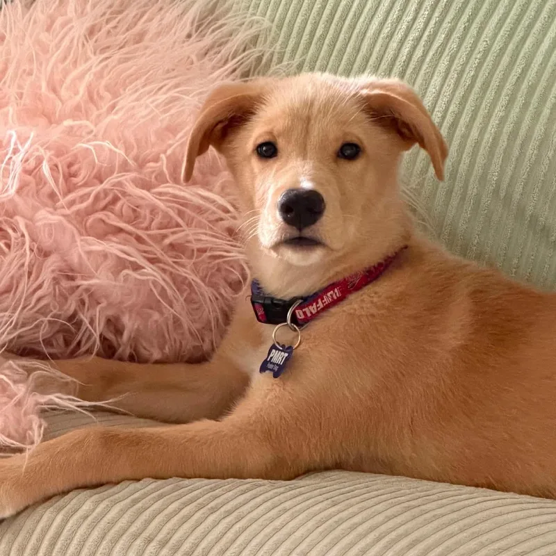 A baby large-sized male Yellow / Tan / Blond / Fawn Labrador Retriever dog named Tucker for adoption in Brockport, NY
