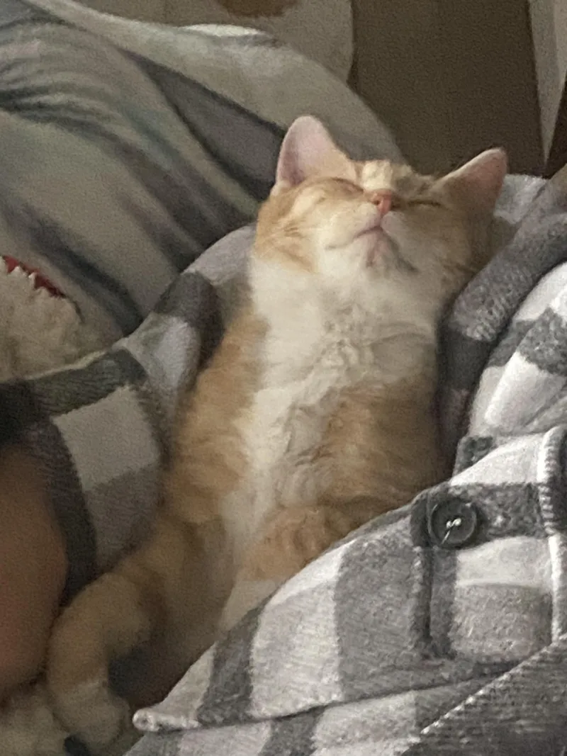 A young medium-sized male Orange & White Domestic Short Hair cat named Jayz for adoption in Charlotte, NC
