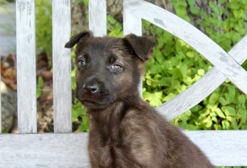 A baby large-sized male Shepherd dog named Gouda for adoption