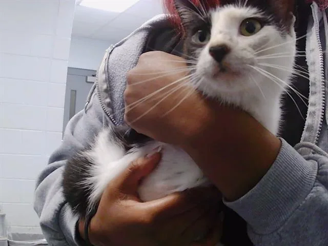 A young medium-sized female Domestic Short Hair cat named Miss Daisy for adoption in Charlotte, NC