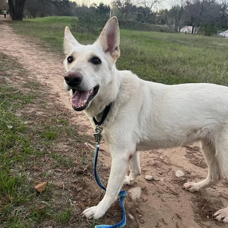 Lacy Lou thumbnail 2