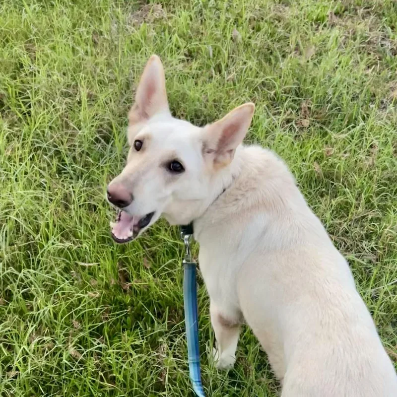 Lacy Lou thumbnail 4