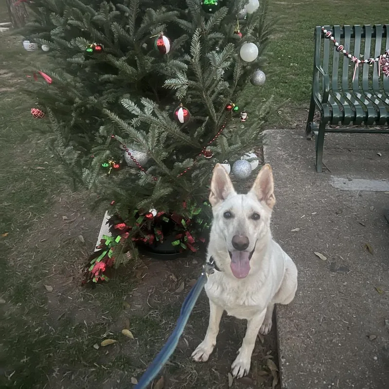 Lacy Lou thumbnail 5