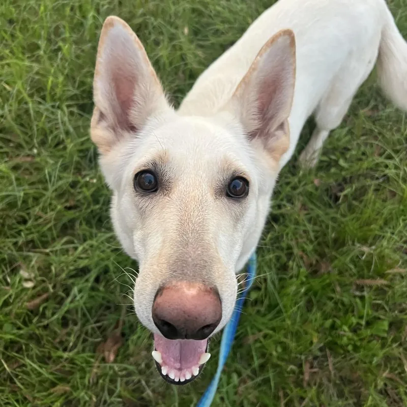 Lacy Lou thumbnail 6