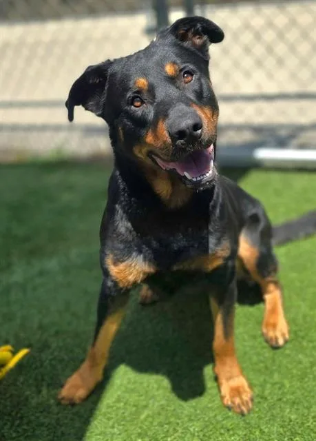 A young large-sized male Mixed Breed dog named Jim for adoption in Columbia, SC