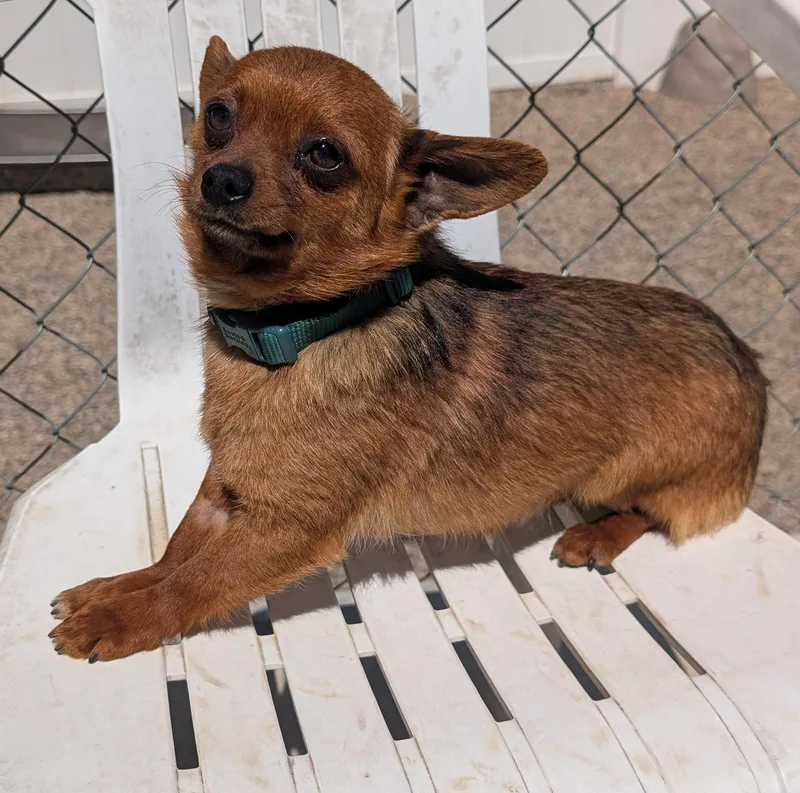 An adult small-sized male Red / Chestnut / Orange Chihuahua dog named Rocky for adoption in New Ulm, MN