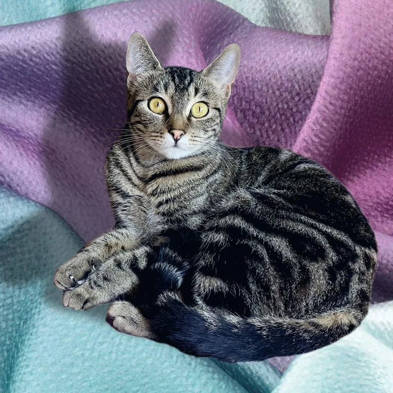 A young small-sized female Brown / Chocolate Domestic Short Hair cat named Mia for adoption in Los Angeles, CA