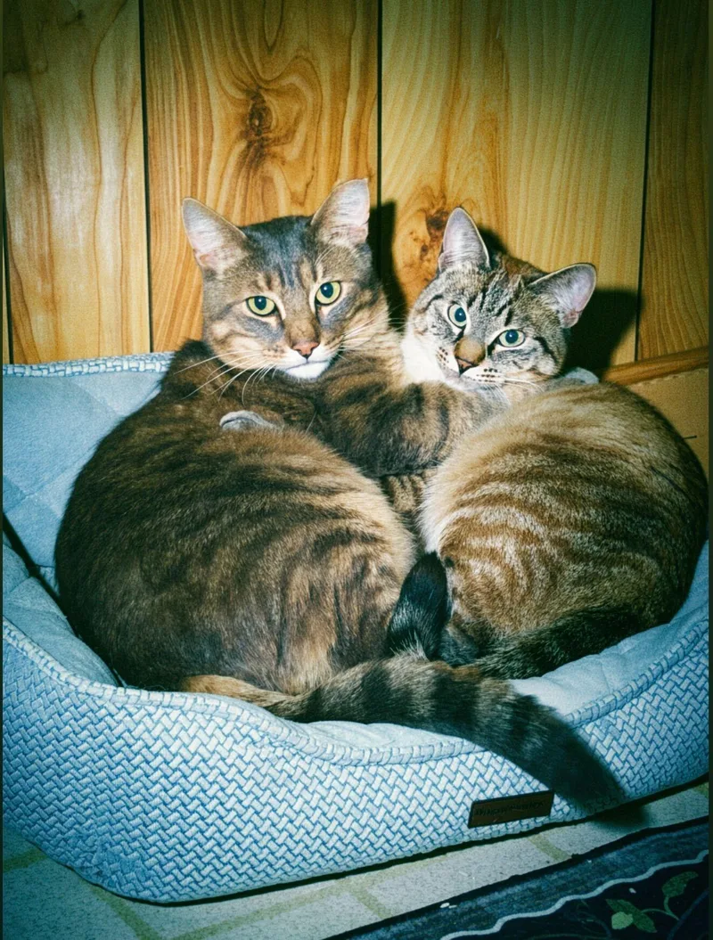 An adult large-sized male Buff & White Domestic Short Hair cat named Larry Gene And Irma for adoption in Seattle, WA