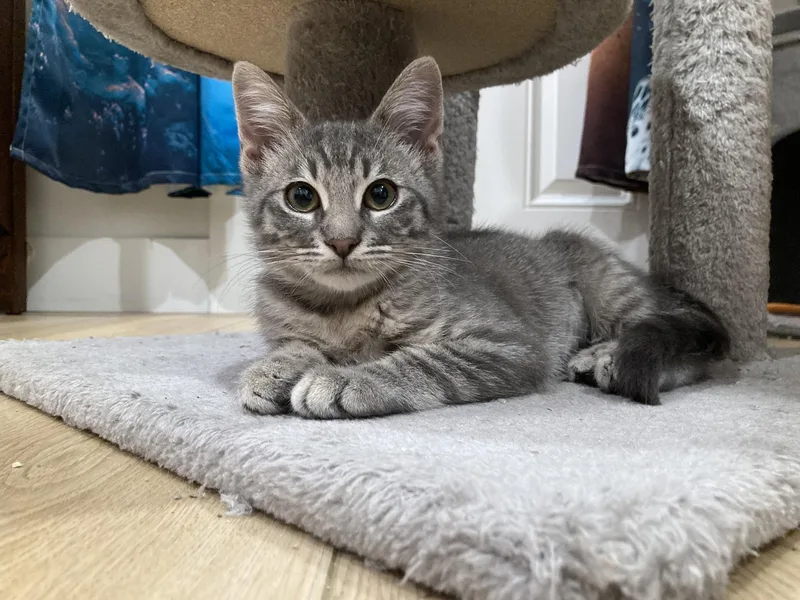 A baby small-sized female Tabby (Gray / Blue / Silver) Domestic Short Hair cat named Letty for adoption in Orange, CA