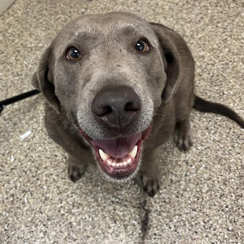 A senior large-sized female Gray / Blue / Silver Labrador Retriever dog named Shirley for adoption in Cheyenne, WY