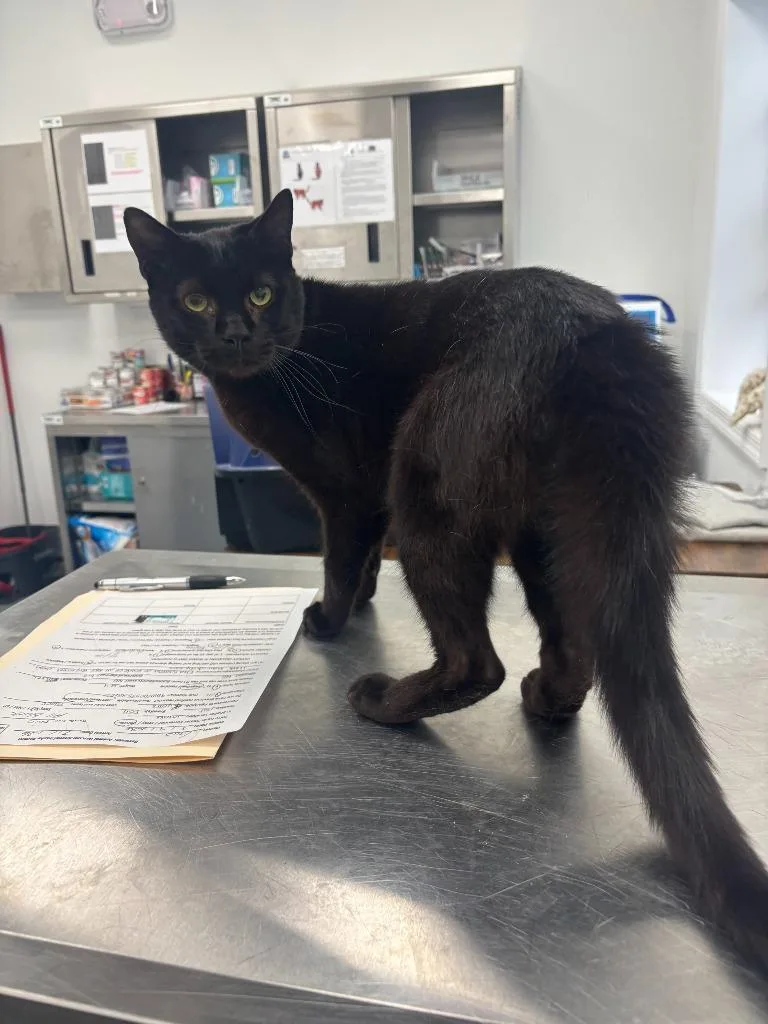 An adult large-sized male Domestic Short Hair cat named Gus for adoption in Cambridge, MD