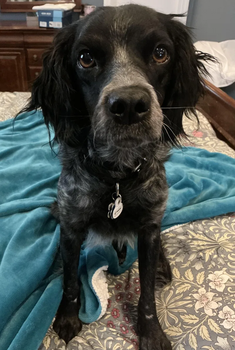 A young medium-sized female Black Brittany Spaniel dog named Birdie for adoption in Marion, MA