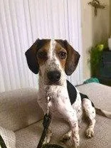 An adult small-sized female Beagle dog named Junie for adoption in Newport, KY