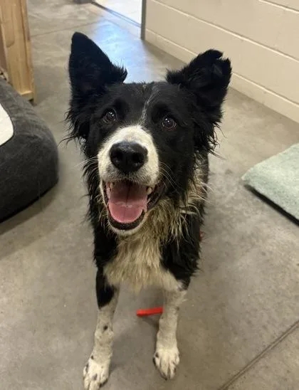 An adult medium-sized male Border Collie dog named Dante for adoption in Redmond, OR