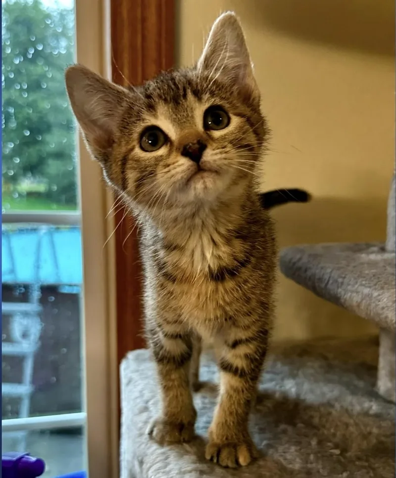 A baby medium-sized female Torbie Domestic Short Hair cat named Concrete for adoption in Reeseville, WI